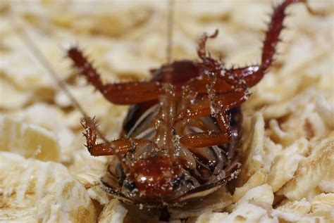 cockroach clusters 바퀴벌레
